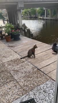 Tinyhouse Woody At The Water Apartamento Zaandam Exterior foto